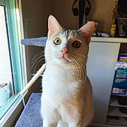 Nous participe au concours pour gagner de l'argent avec cette photo : cat, white_cat, heterochromia, cat_tree, window, indoor, pet, fur, whiskers, curious, animal, domestic_cat, sitting, natural_light, home_interior, shelf, plant_pot, furniture, closeup, portrait