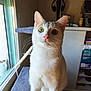 cat, white_cat, heterochromia, cat_tree, window, indoor, pet, fur, whiskers, curious, animal, domestic_cat, sitting, natural_light, home_interior, shelf, plant_pot, furniture, closeup, portrait