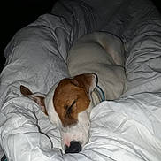 Jack participe au concours pour gagner de l'argent avec cette photo : dog, sleeping, blanket, white, cozy, pet, indoor, resting, fur, canine, comfort, snug, quiet, relaxed, bed, domestic_animal, animal, peaceful, cute, fur_color