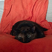 Réglisse participe au concours pour gagner de l'argent avec cette photo : cat, tortoiseshell, resting, orange_blanket, couch, cozy, indoor, pet, feline, fur, sleepy, animal, comfort, relaxation, domestic, soft_texture, closeup, laying_down, black_fur, green_eyes