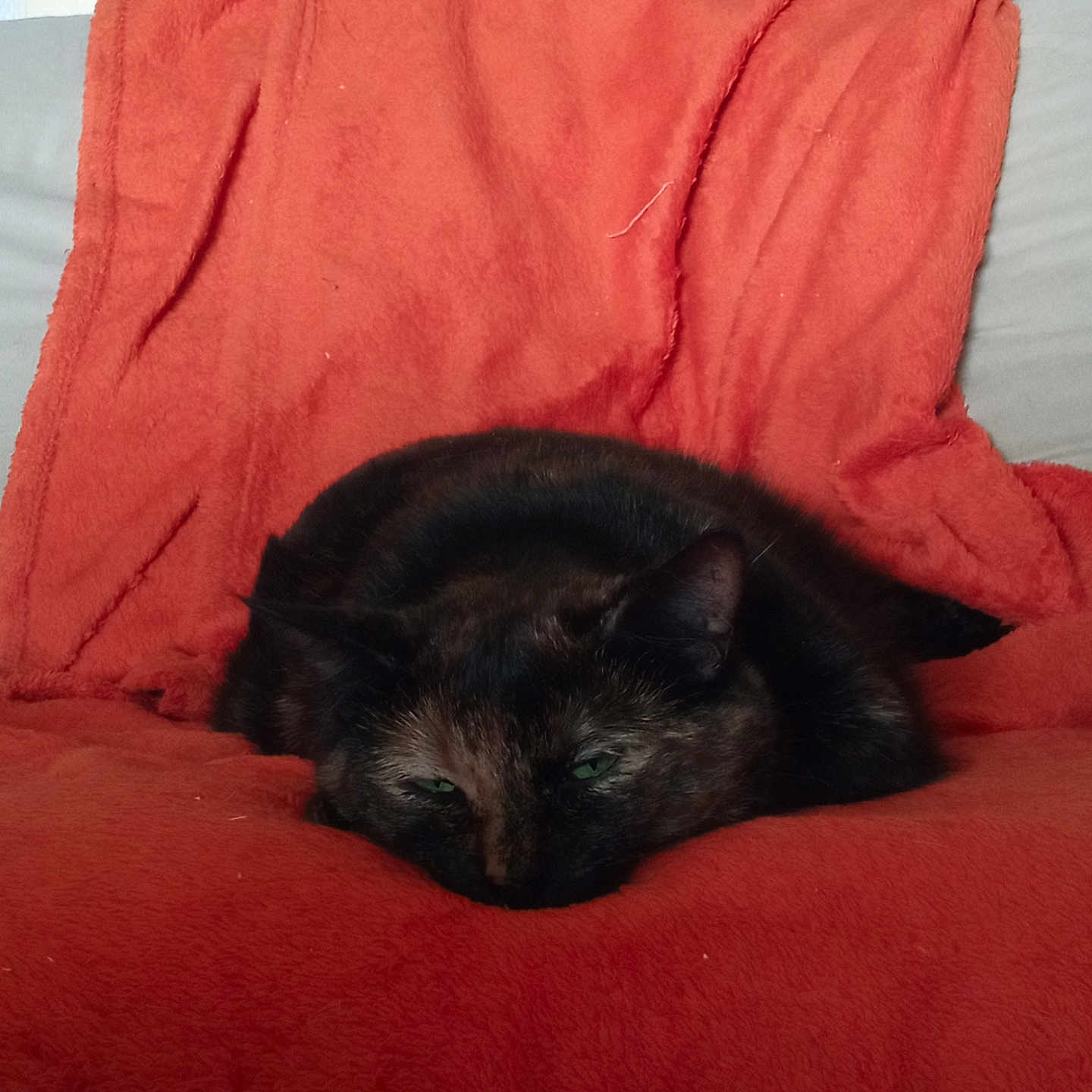 Réglisse participe au concours pour gagner de l'argent avec cette photo : animal, black_fur, cat, closeup, comfort, couch, cozy, domestic, feline, fur, green_eyes, indoor, laying_down, orange_blanket, pet, relaxation, resting, sleepy, soft_texture, tortoiseshell