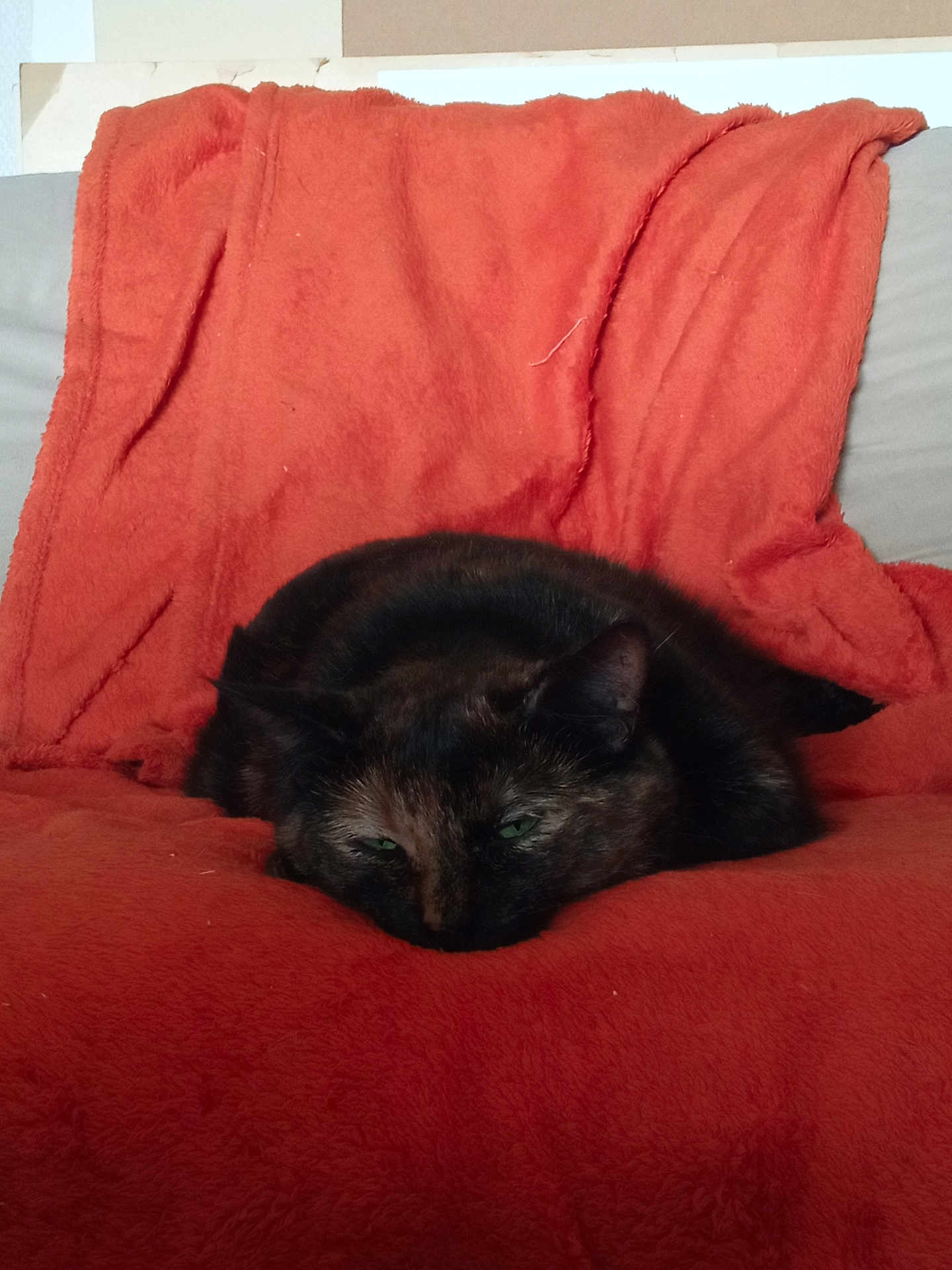 Réglisse participe au concours pour gagner de l'argent avec cette photo : cat, tortoiseshell, resting, orange_blanket, couch, cozy, indoor, pet, feline, fur, sleepy, animal, comfort, relaxation, domestic, soft_texture, closeup, laying_down, black_fur, green_eyes