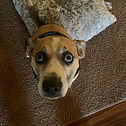 Cooper joined the competition — help win amazing prizes! animal, beige, brown, canine, carpet, close_up, collar, cozy, curious, dog, dog_bed, ears, floor, furry, home, indoor, looking_up, pet, snout, wide_eyes