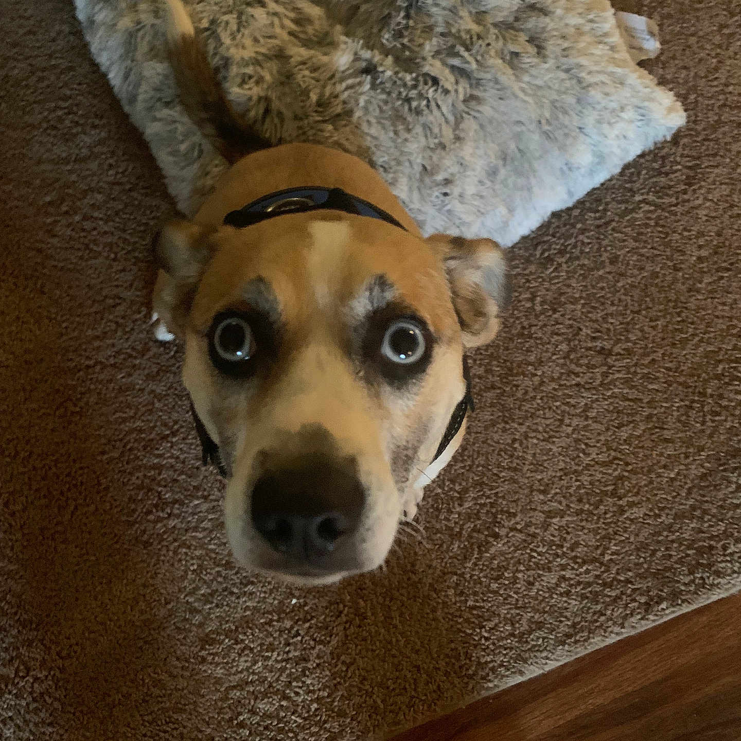 Cooper