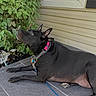 Bella joined the competition — help win amazing prizes! alert, animal, black_dog, canine, collar, companion, daylight, dog, green_leaves, leash, outdoor, pet, pink_collar, plant, porch, relaxed, resting, side_of_house, tiles, watching