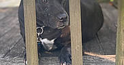 Bella joined the competition — help win amazing prizes! animal, black_dog, brown_eyes, calm, canine, closeup, collar, daylight, dog, domestic_animal, fence, focus, nature, outdoor, paw, pet, porch, quiet, resting, wooden_railings