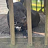 animal, black_dog, brown_eyes, calm, canine, closeup, collar, daylight, dog, domestic_animal, fence, focus, nature, outdoor, paw, pet, porch, quiet, resting, wooden_railings