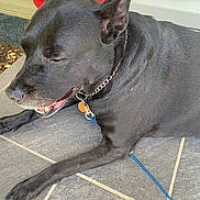 Bella joined the competition — help win amazing prizes! animal, background, black_dog, canine, chain_collar, closed_eyes, collar, colorful_bowls, content, dog, floor, lying_down, outdoor, pet, porch, relaxed, resting, tags, tiles, wall