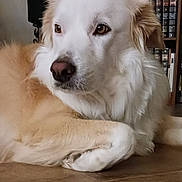 Cali joined the competition — help win amazing prizes! dog, canine, pet, indoor, floor, wooden_floor, bookshelf, books, fur, white_fur, tan_fur, animal, relaxed, portrait, side_view, ears, nose, eyes, home, cozy