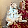 cat, feline, pet, indoor, stairs, carpet, red, pattern, relaxed, sitting, fluffy, light_brown, white, collar, tag, cute, plump, looking_away, home, cozy