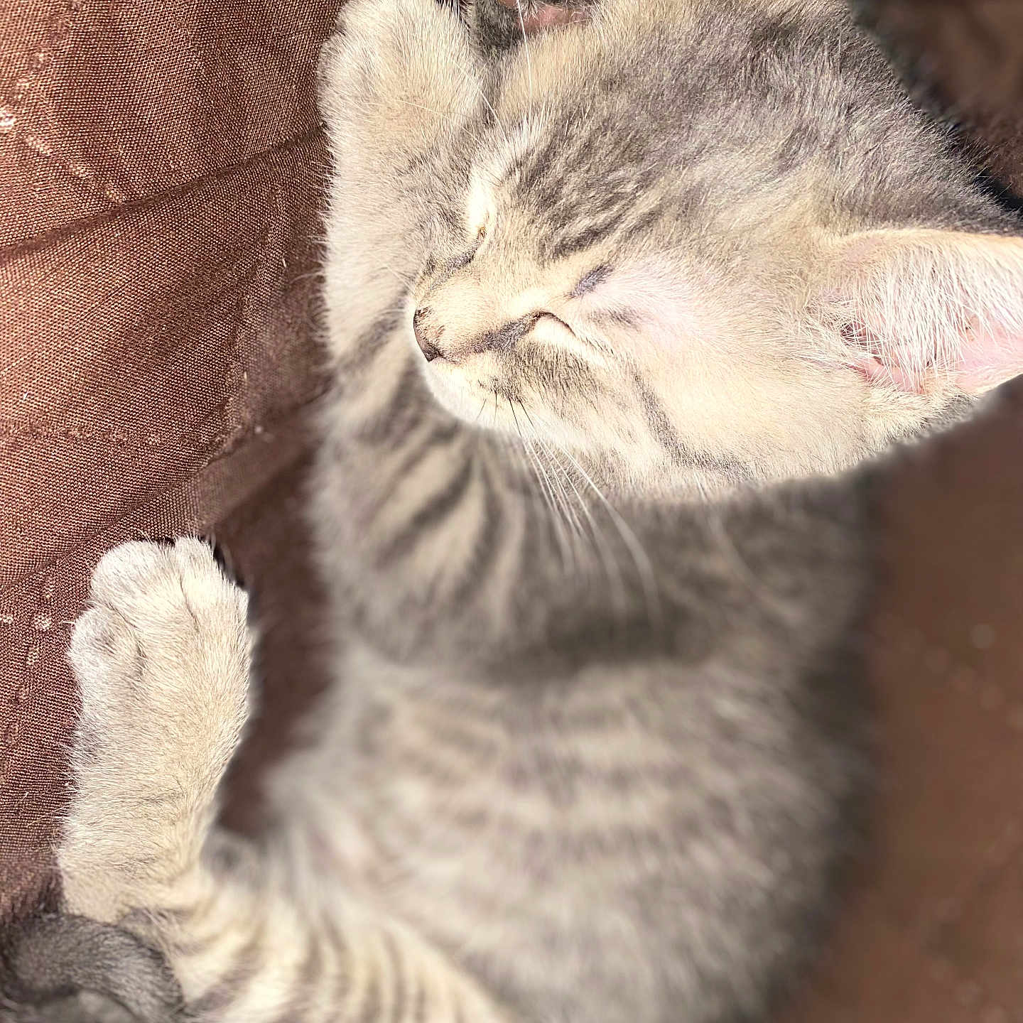 Kai joined the competition — help win amazing prizes! abyssinian, animal, cat, egyptiancat, kitten, manx, person, pet, siamese, sleeping