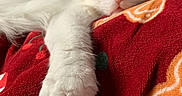 Kabuki participe au concours pour gagner de l'argent avec cette photo : animal, blanket, cat, close_up, cozy, cute, feline, fluffy, gingerbread_pattern, holiday_theme, indoor, paw, pet, red_blanket, relaxed, resting, sleepy, snowflake_pattern, soft_texture, white_cat