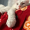 cat, white_cat, fluffy, paw, resting, relaxed, blanket, red_blanket, snowflake_pattern, gingerbread_pattern, holiday_theme, indoor, close_up, cute, pet, feline, cozy, sleepy, soft_texture, animal