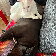 Kabuki participe au concours pour gagner de l'argent avec cette photo : cat, dog, white_cat, black_dog, resting, sleeping, blanket, pillow, indoor, furniture, couch, pet, animal, cozy, companionship, domestic, relaxing, fur, ears, closeup