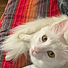 Kabuki participe au concours pour gagner de l'argent avec cette photo : cat, white_cat, fluffy, pet, animal, indoor, blanket, striped_blanket, green_eyes, fur, cute, relaxed, looking_up, cozy, domestic_cat, mammal, whiskers, pink_nose, resting, soft