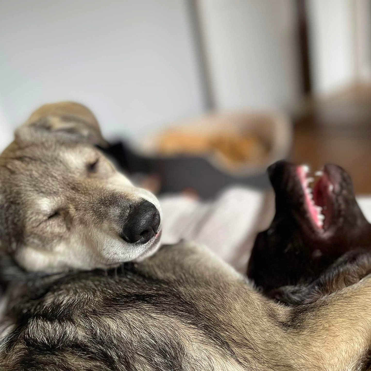 Louis is registered to the contest to win money with this photo: animal, bodypart, canine, dog, fish, head, hound, husky, indoors, labradorretriever, mouth, person, pet, puppy, sealife, shark, sleeping, snout, teeth, wolf