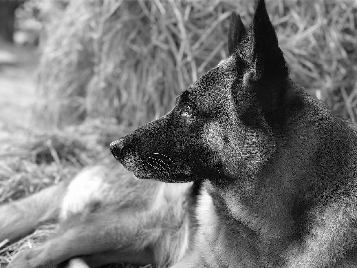 Gommette participe au concours pour gagner de l'argent avec cette photo : belgian_shepherd, belgian_shepherd_malinois, black_and_white, black_norwegian_elkhound, canidae, carnivore, dog, dog_breed, east_european_shepherd, german_shepherd_dog, kunming_wolfdog, mammal, monochrome, norwegian_elkhound, old_german_shepherd_dog, shiloh_shepherd_dog, snout, vertebrate, whiskers