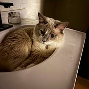 Mylo is registered to the contest to win money with this photo: cat, sink, bathroom, pet, fur, collar, bell, animal, indoor, curious, relaxed, white, beige, tile, home, cute, feline, cozy, resting, portrait