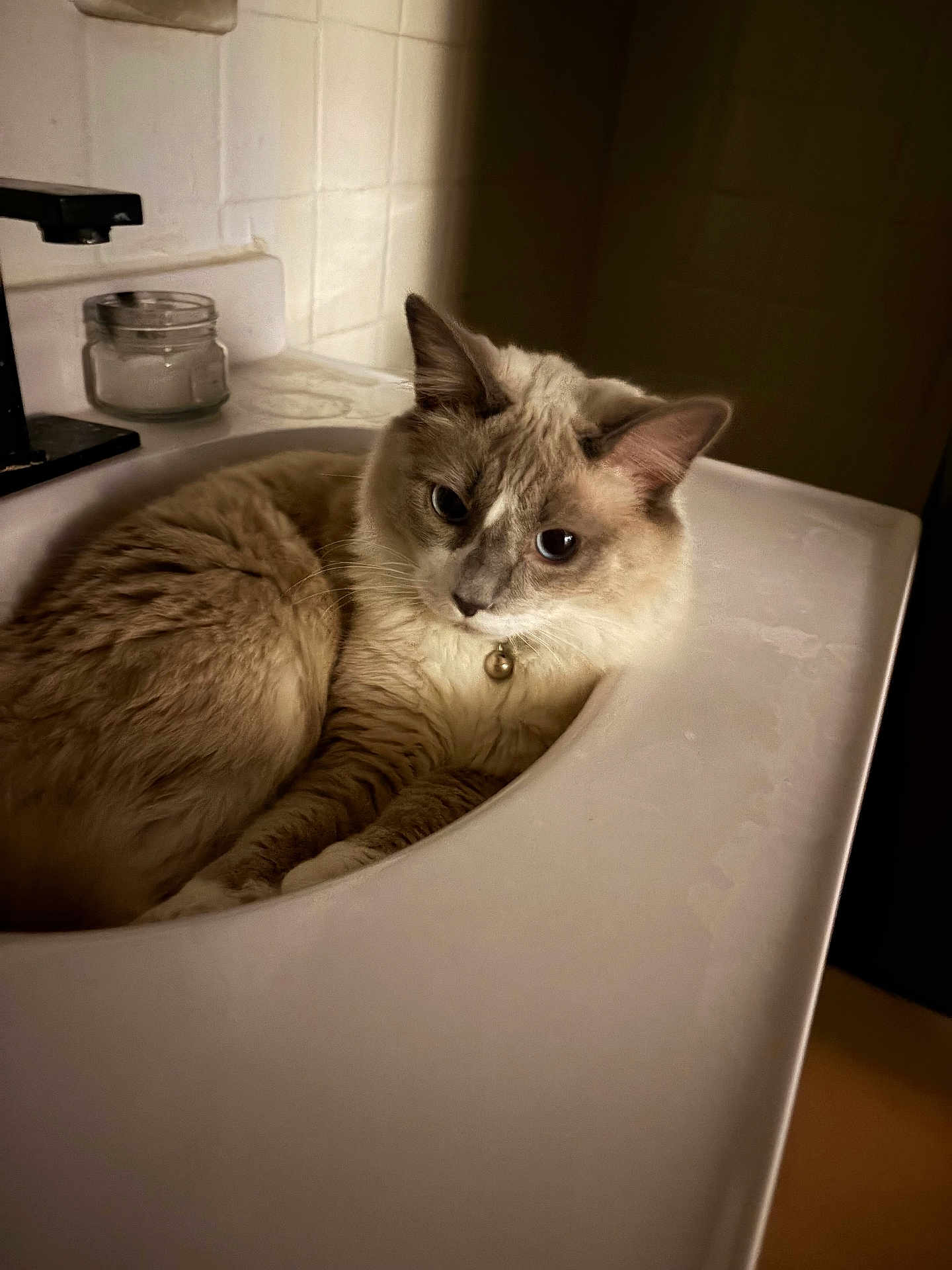 Mylo is registered to the contest to win money with this photo: cat, sink, bathroom, pet, fur, collar, bell, animal, indoor, curious, relaxed, white, beige, tile, home, cute, feline, cozy, resting, portrait