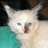 Periwinkle is registered to the contest to win money with this photo: kitten, cat, blue_eyes, fluffy, cream_color, unique_marking, nose_patch, teal_blanket, resting, indoor, feline, close_up, pet, young_cat, whiskers, ears, tail, cozy, wood_background, domestic_animal