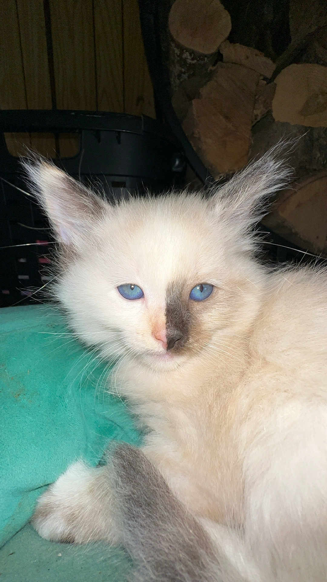 Periwinkle is registered to the contest to win money with this photo: kitten, cat, blue_eyes, fluffy, cream_color, unique_marking, nose_patch, teal_blanket, resting, indoor, feline, close_up, pet, young_cat, whiskers, ears, tail, cozy, wood_background, domestic_animal