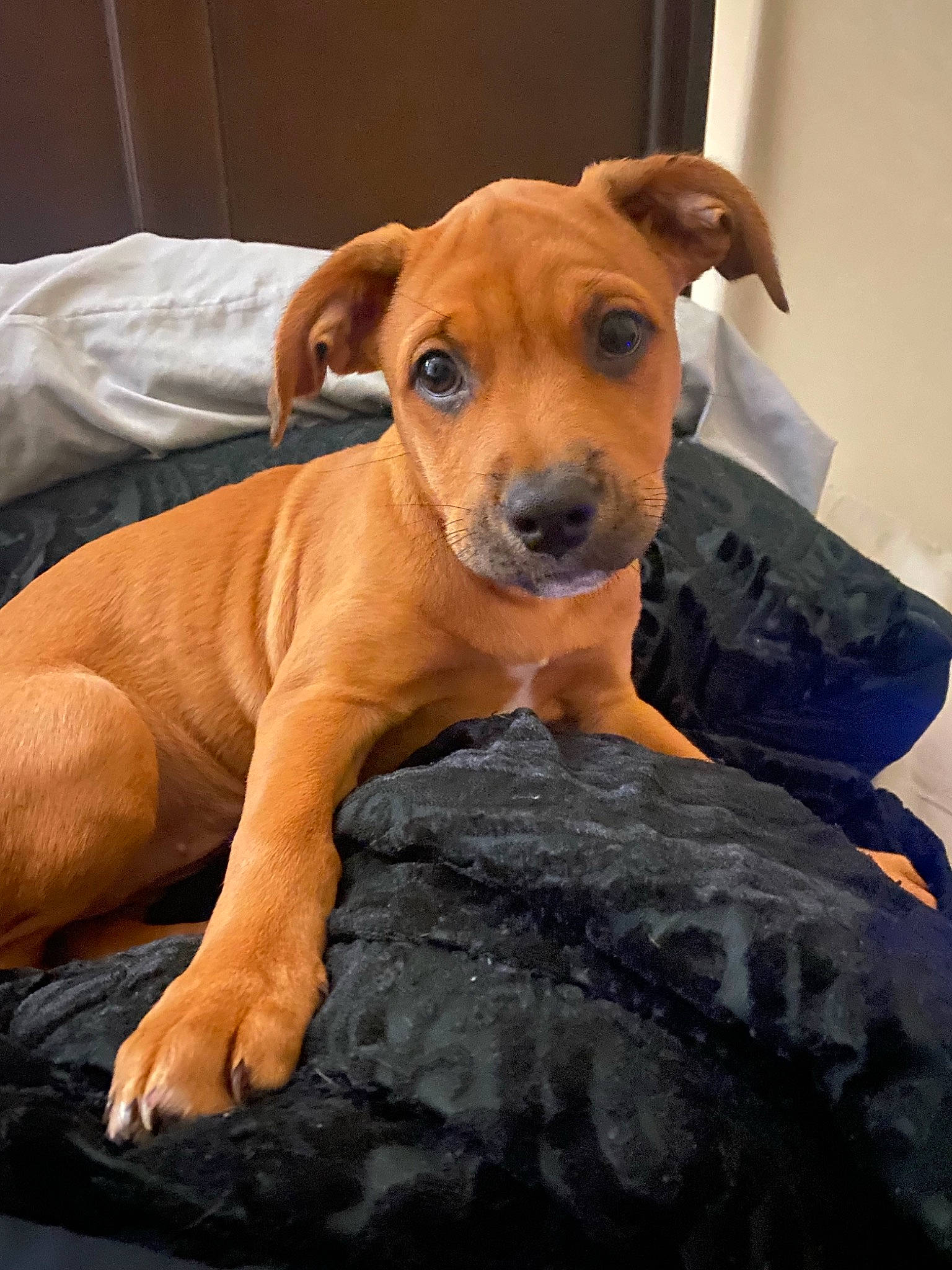 Nala joined the competition — help win amazing prizes! canidae, carnivore, comfort, companion_dog, dog, dog_breed, dog_supply, fawn, fur, hunting_dog, non_sporting_group, paw, pet_supply, puppy, snout, sporting_group, terrestrial_animal, toy_dog, whiskers, working_animal