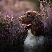 Olys a rejoint le concours — aidez-le/la à gagner de superbes lots ! dog, brown, white, flowers, purple, nature, outdoor, pet, animal, portrait, fur, snout, grass, canine, flora, greenery, closeup, wildlife, garden, serene