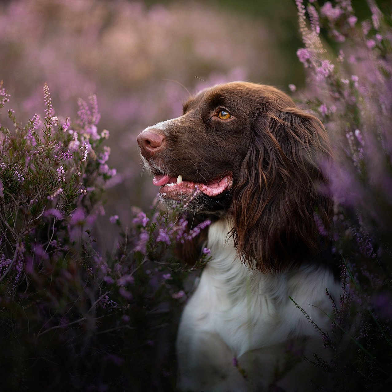 Olys a rejoint le concours — aidez-le/la à gagner de superbes lots ! animal, brown, canine, closeup, dog, flora, flowers, fur, garden, grass, greenery, nature, outdoor, pet, portrait, purple, serene, snout, white, wildlife