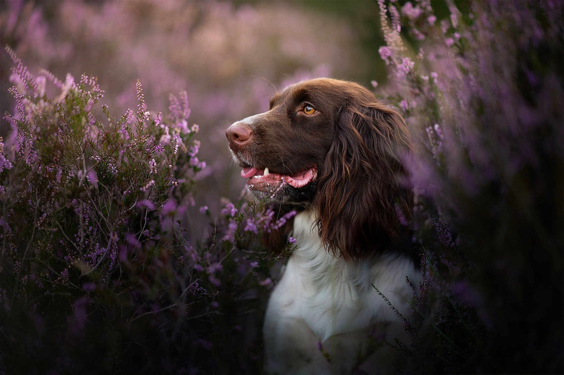 Olys a rejoint le concours — aidez-le/la à gagner de superbes lots ! dog, brown, white, flowers, purple, nature, outdoor, pet, animal, portrait, fur, snout, grass, canine, flora, greenery, closeup, wildlife, garden, serene