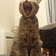 Moune participe au concours pour gagner de l'argent avec cette photo : cat, tabby, yawning, mouth_open, indoor, furniture, chair, cushion, pet, animal, fur, sitting, whiskers, teeth, tongue, domestic, striped, cute, mammal, relaxed