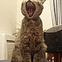 cat, tabby, yawning, mouth_open, indoor, furniture, chair, cushion, pet, animal, fur, sitting, whiskers, teeth, tongue, domestic, striped, cute, mammal, relaxed