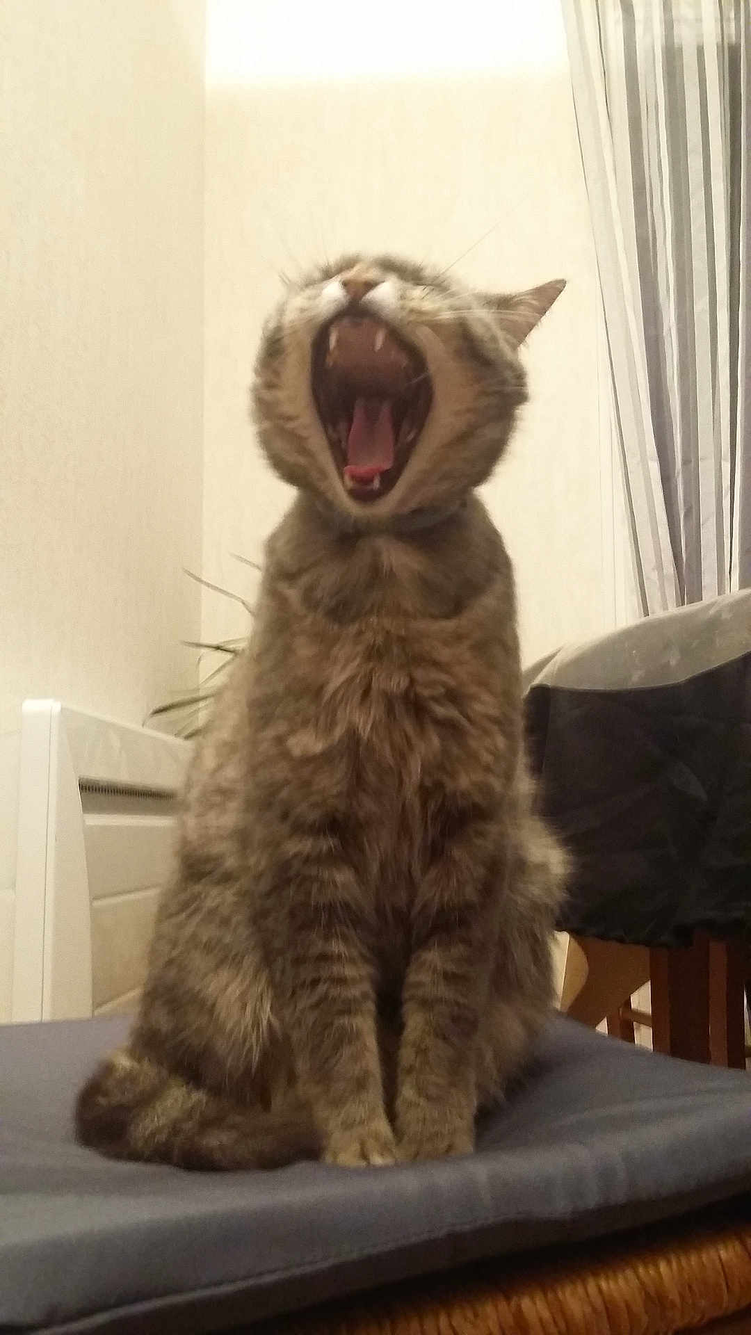 Moune participe au concours pour gagner de l'argent avec cette photo : cat, tabby, yawning, mouth_open, indoor, furniture, chair, cushion, pet, animal, fur, sitting, whiskers, teeth, tongue, domestic, striped, cute, mammal, relaxed