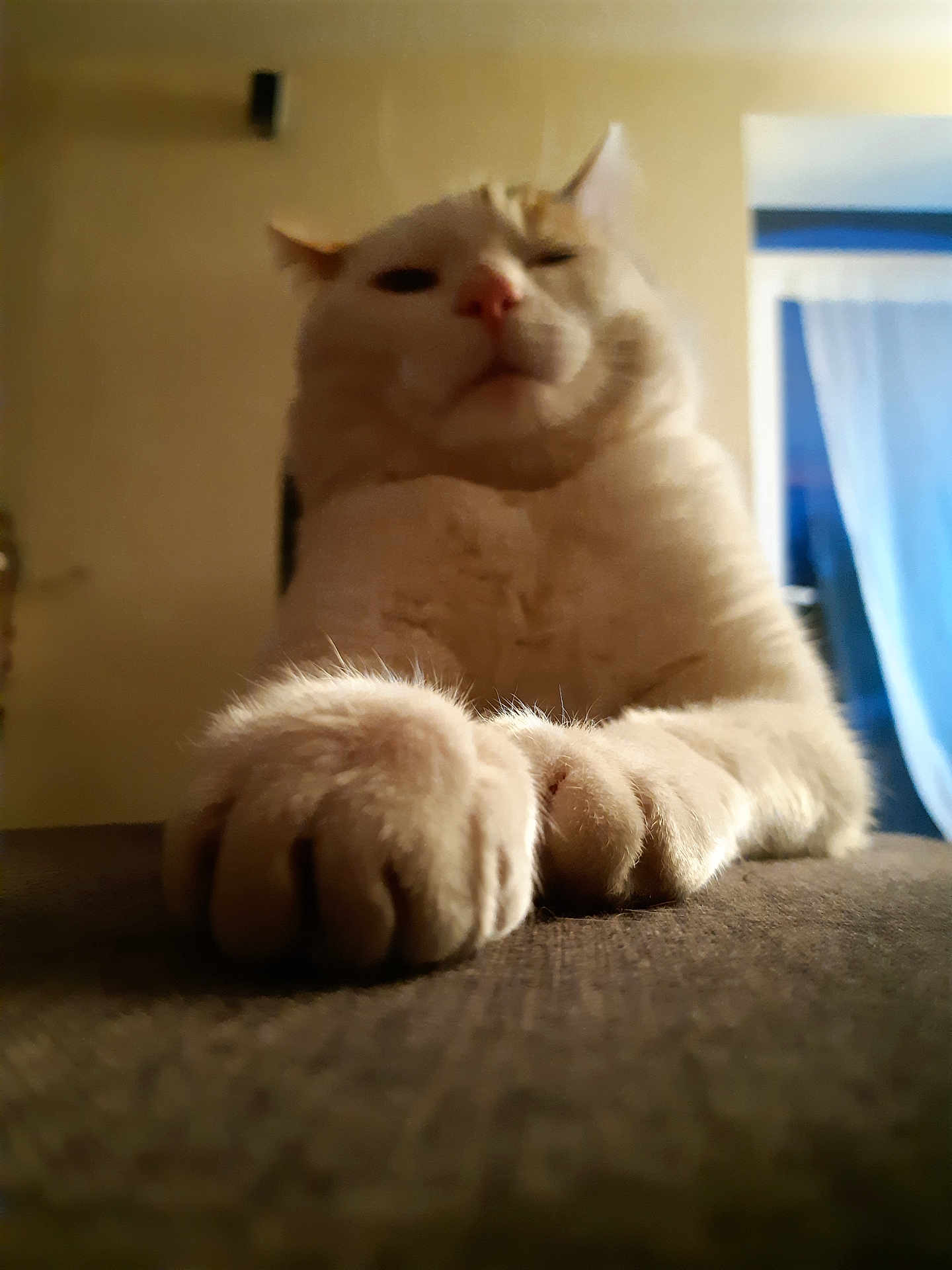 Looki participe au concours pour gagner de l'argent avec cette photo : cat, fluffy, paws, indoor, cream_colored, relaxed, feline, close_up, soft_lighting, blurred_background, pet, animal, whiskers, ears, nose, mouth, chair, cozy, domestic, cute