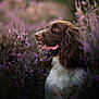 Looki participe au concours pour gagner de l'argent avec cette photo : dog, brown, white, flowers, purple, nature, outdoor, pet, animal, portrait, fur, snout, grass, canine, flora, greenery, closeup, wildlife, garden, serene