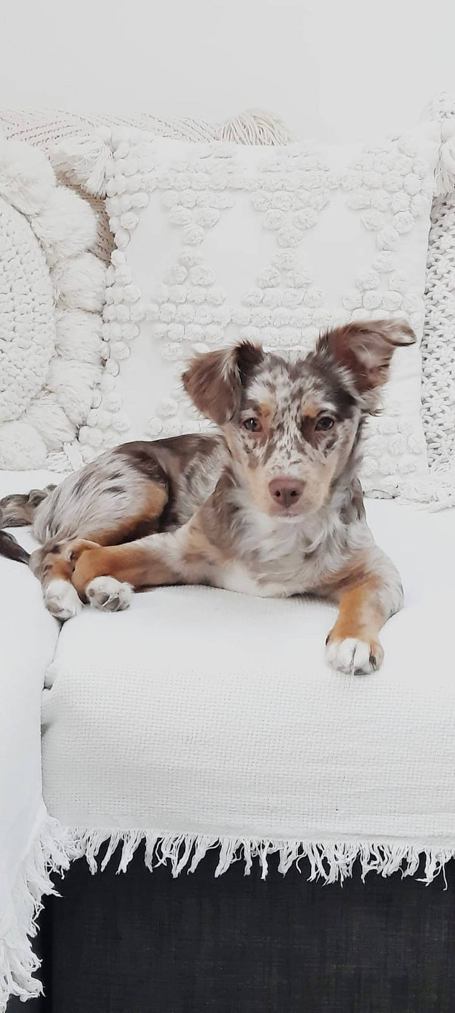 Kenya participe au concours pour gagner de l'argent avec cette photo : bedding, carnivore, comfort, companion_dog, dog, dog_breed, font, linens, paw, puppy, terrestrial_animal, texas_heeler, working_animal, working_dog