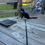 Tate joined the competition — help win amazing prizes! cat, black_and_white_cat, leash, wooden_deck, fence, yard, house, vehicle, outdoor, pet, animal, sunlight, curious, alert, domestic_cat, sitting, daytime, nature, residential, wood