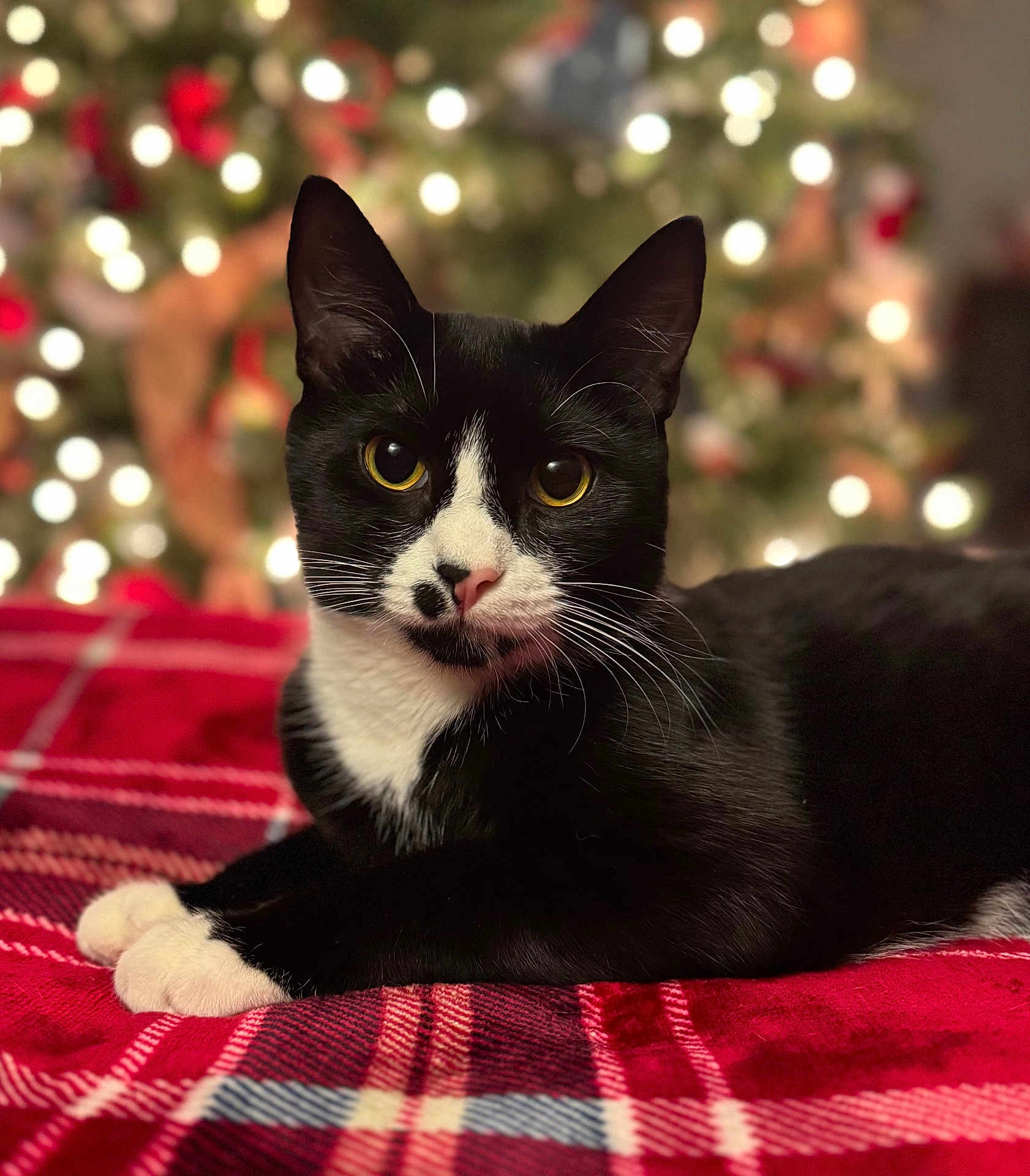 Tate is registered to the contest to win money with this photo: cat, tuxedo_cat, black_and_white, animal, pet, feline, lying_down, blanket, red, plaid, cozy, holiday, christmas_tree, bokeh, indoor, closeup, whiskers, relaxed, cute, eyes
