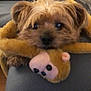animal, brown_fur, closeup, couch, cozy, cute, dog, face, fur, home, indoor, looking, monkey, pet, plush_toy, relaxing, resting, small_dog, soft, toy