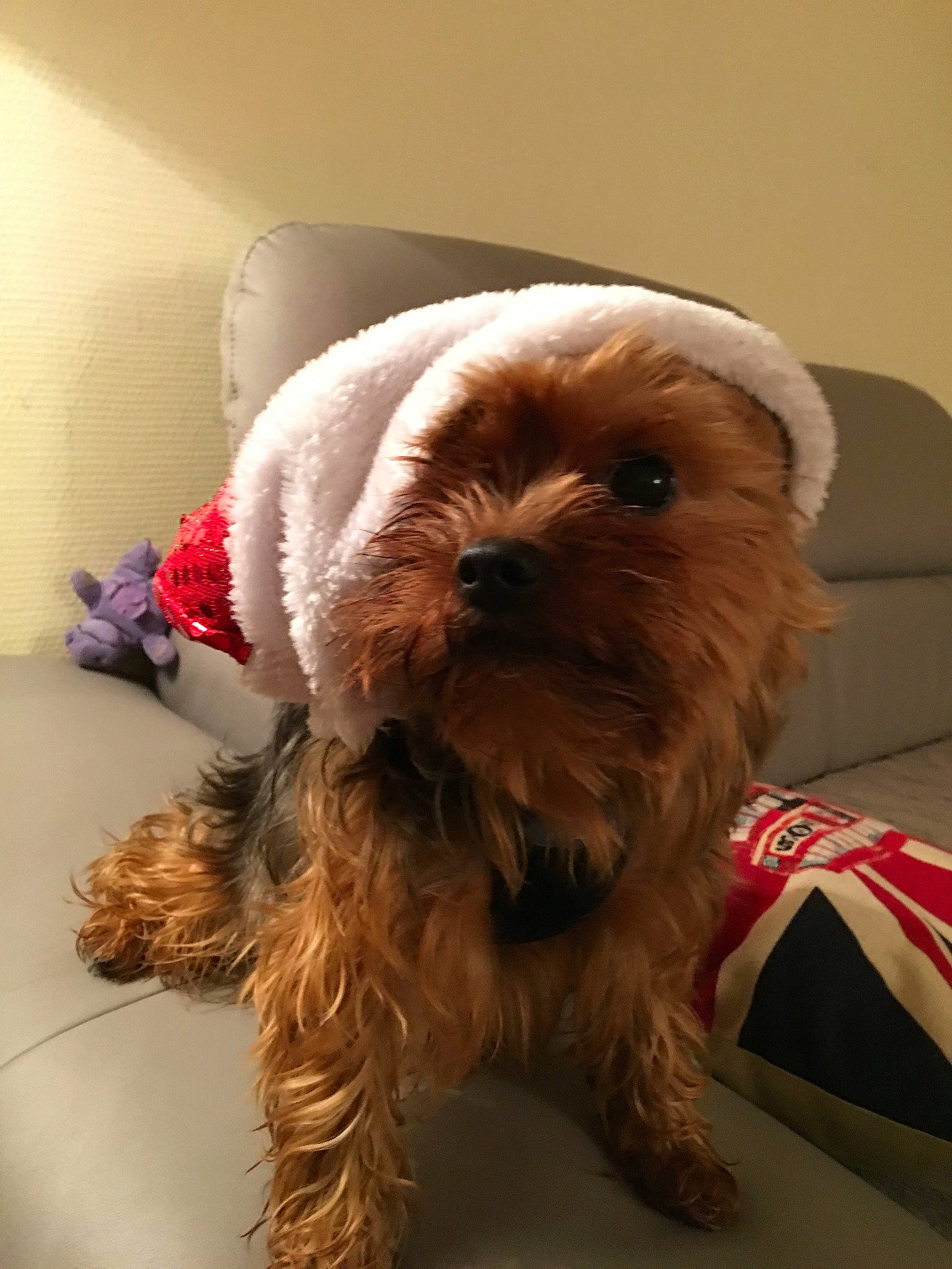 Igloo participe au concours pour gagner de l'argent avec cette photo : canidae, carnivore, comfort, companion_dog, dog, dog_breed, dog_clothes, dog_collar, dog_supply, fur, liver, maltepoo, puppy_love, small_terrier, snout, sporting_group, terrier, toy_dog, working_animal, yorkipoo