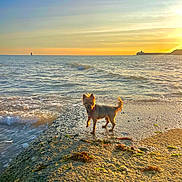 Olaf a rejoint le concours — aidez-le/la à gagner de superbes lots ! animal, beach, calm, coast, dog, evening, nature, ocean, outdoor, pet, rock, sand, sea, shore, sky, small_dog, sunlight, sunset, water, waves