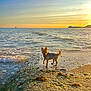 animal, beach, calm, coast, dog, evening, nature, ocean, outdoor, pet, rock, sand, sea, shore, sky, small_dog, sunlight, sunset, water, waves