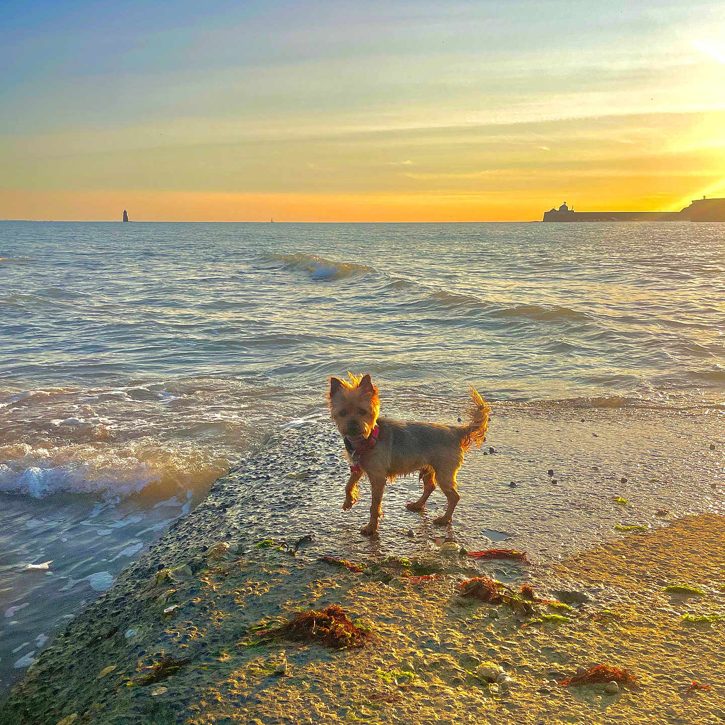Olaf a rejoint le concours — aidez-le/la à gagner de superbes lots ! animal, beach, calm, coast, dog, evening, nature, ocean, outdoor, pet, rock, sand, sea, shore, sky, small_dog, sunlight, sunset, water, waves