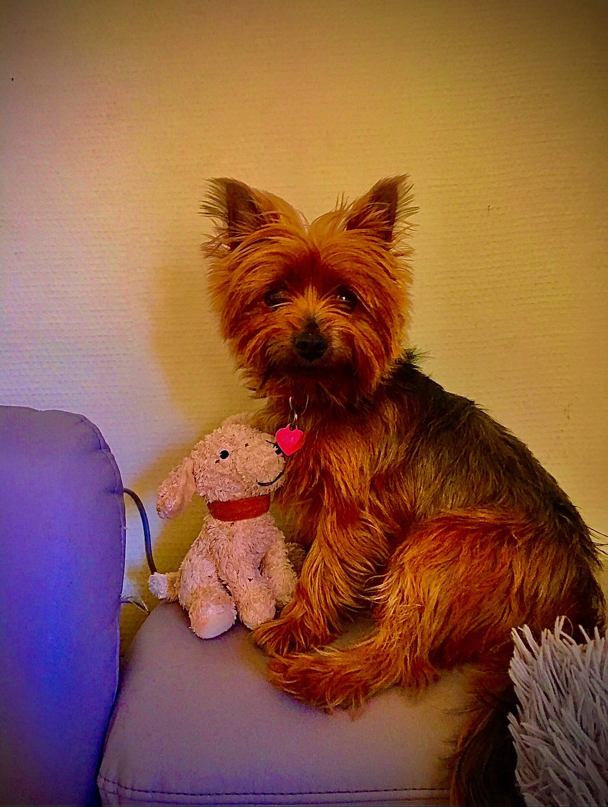 Olaf a rejoint le concours — aidez-le/la à gagner de superbes lots ! australian_silky_terrier, australian_terrier, biewer_terrier, cairn_terrier, canidae, carnivore, companion_dog, dog, dog_breed, mammal, norwich_terrier, puppy, rare_breed_dog, sitting, small_terrier, snout, terrier, toy_dog, vertebrate, yorkshire_terrier