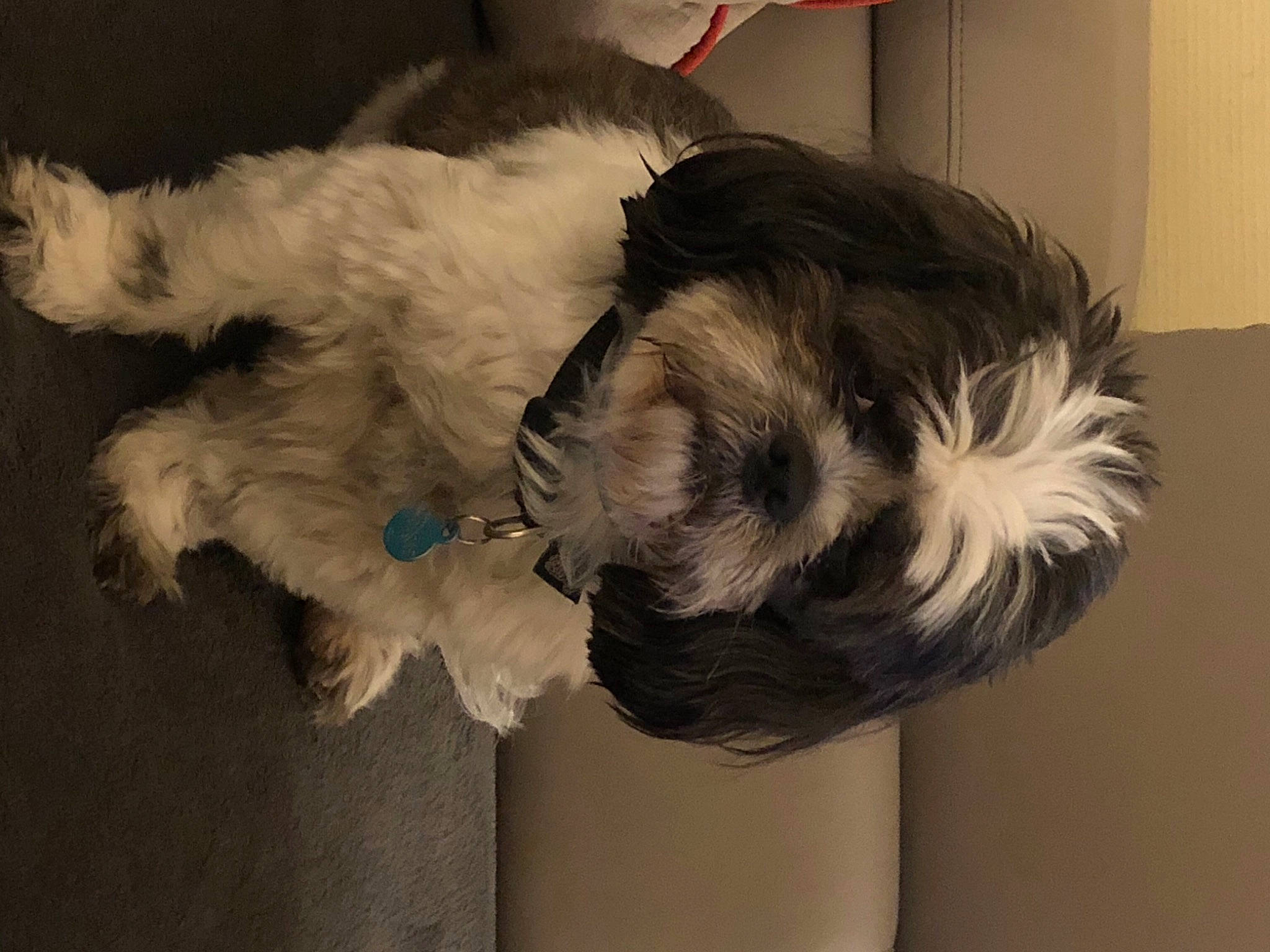 Nougat participe au concours pour gagner de l'argent avec cette photo : canidae, carnivore, companion_dog, dog, dog_breed, dog_clothes, dog_collar, dog_supply, fur, natural_material, non_sporting_group, small_terrier, snout, sporting_group, stuffed_toy, terrier, toy_dog, working_animal, working_dog