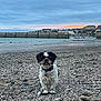 animal, beach, boats, cloudy_sky, coast, collar, dog, evening, harbor, landscape, nature, outdoor, pet, rocks, seaside, shoreline, small_dog, sunset, tongue_out, water