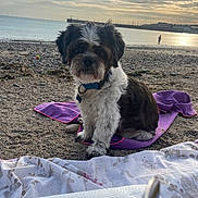 Nougat a rejoint le concours — aidez-le/la à gagner de superbes lots ! animal, ball, beach, calm, clouds, collar, dog, nature, outdoor, person, pet, pier, relaxing, rocky_beach, sand, shore, sky, sunset, towel, water