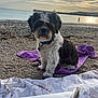 animal, ball, beach, calm, clouds, collar, dog, nature, outdoor, person, pet, pier, relaxing, rocky_beach, sand, shore, sky, sunset, towel, water