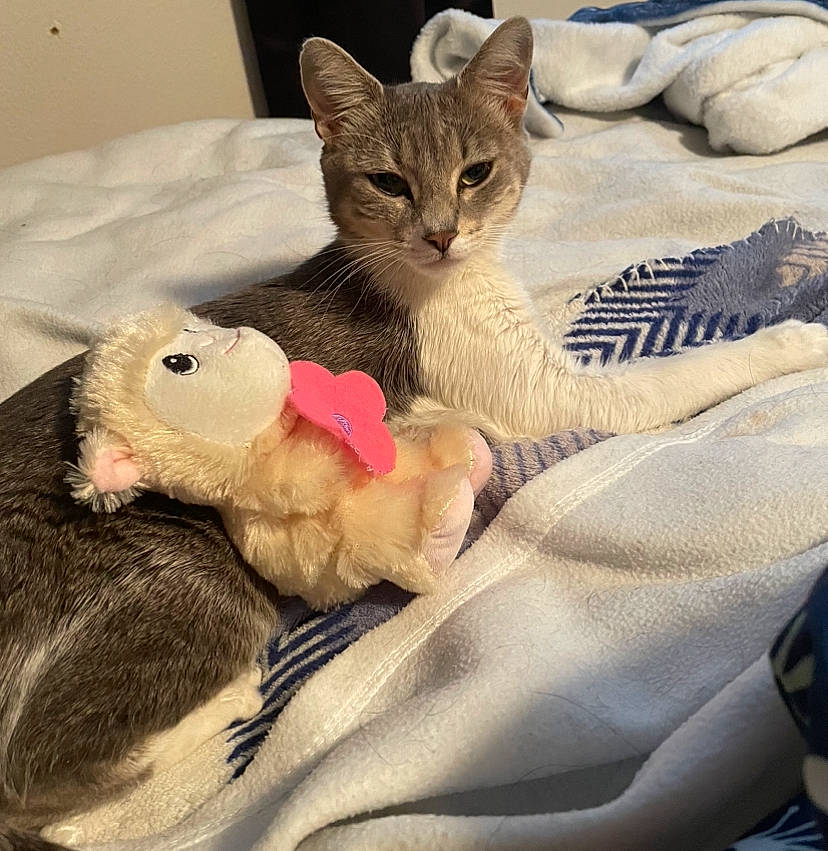 Luna joined the competition — help win amazing prizes! bed, carnivore, cat, cat_bed, claw, comfort, domestic_short_haired_cat, fawn, felidae, foot, fur, linens, mammal, paw, pet_supply, small_to_medium_sized_cats, snout, tail, vertebrate, whiskers