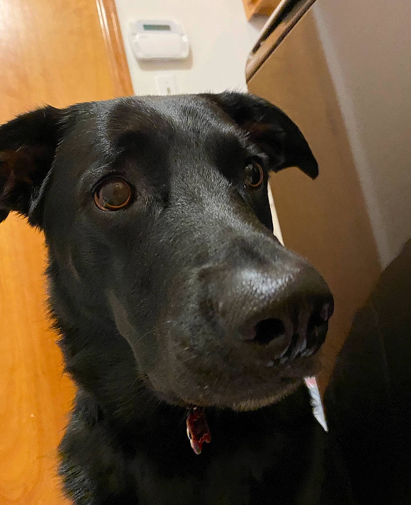 Abby joined the competition — help win amazing prizes! borador, canidae, carnivore, collar, companion_dog, dog, dog_breed, dog_collar, fur, hardwood, houseplant, hunting_dog, labrador_retriever, liver, retriever, snout, sporting_group, whiskers, working_animal, working_dog