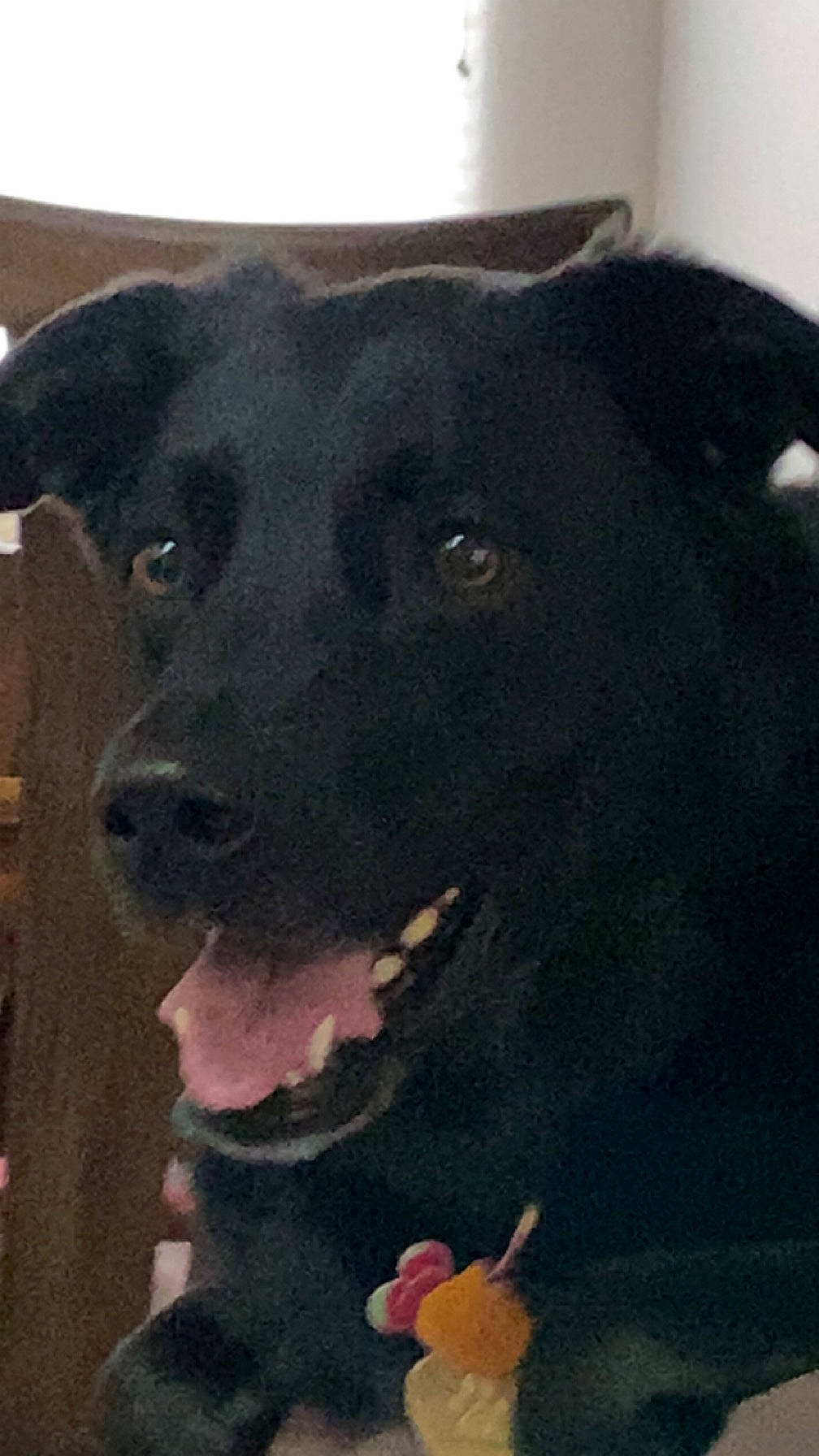 Abby is registered to the contest to win money with this photo: borador, canidae, carnivore, collar, companion_dog, dog, dog_breed, dog_collar, fur, guard_dog, hunting_dog, non_sporting_group, retriever, snout, sporting_group, terrestrial_animal, whiskers, working_animal, working_dog